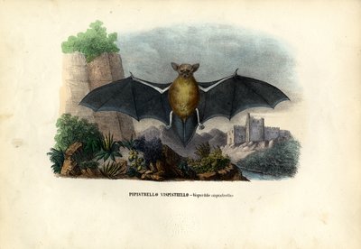 Gewone dwergvleermuis, 1863-79 door Raimundo Petraroja